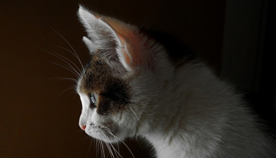 El bolsillo de Henry: lo que esconde el secreto de la anatomía de la oreja del gato
