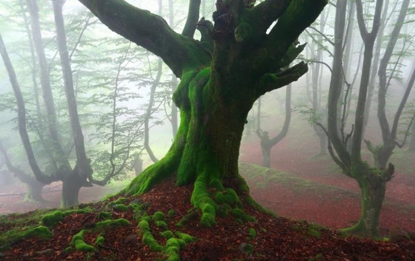 El bosque místico del País Vasco