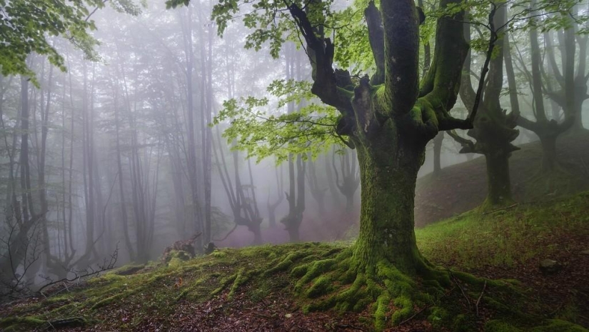 El bosque místico del País Vasco