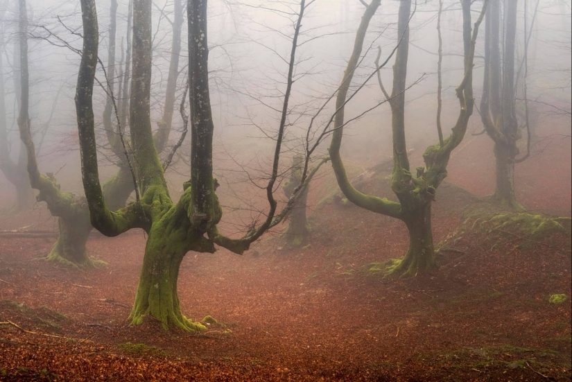 El bosque místico del País Vasco