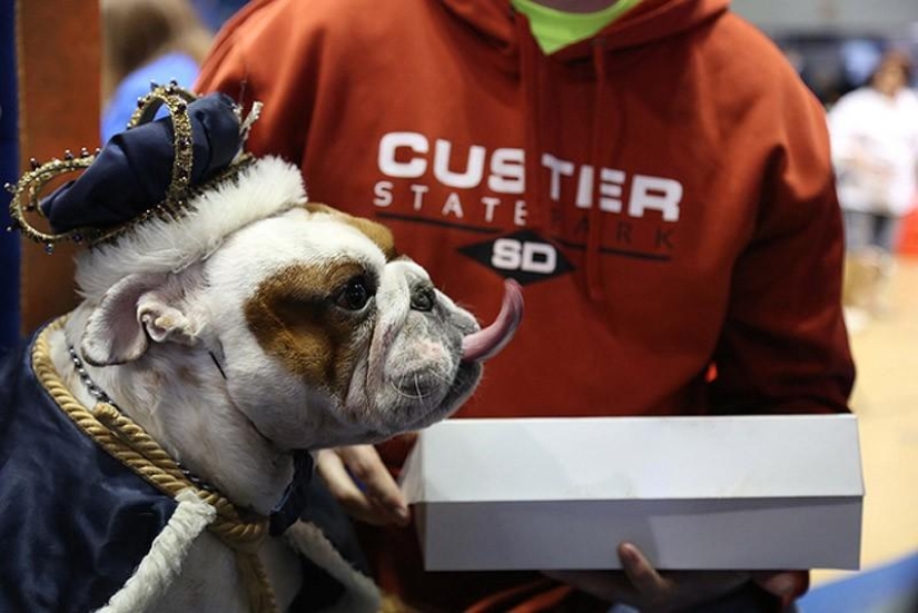 El bulldog más hermoso del mundo.