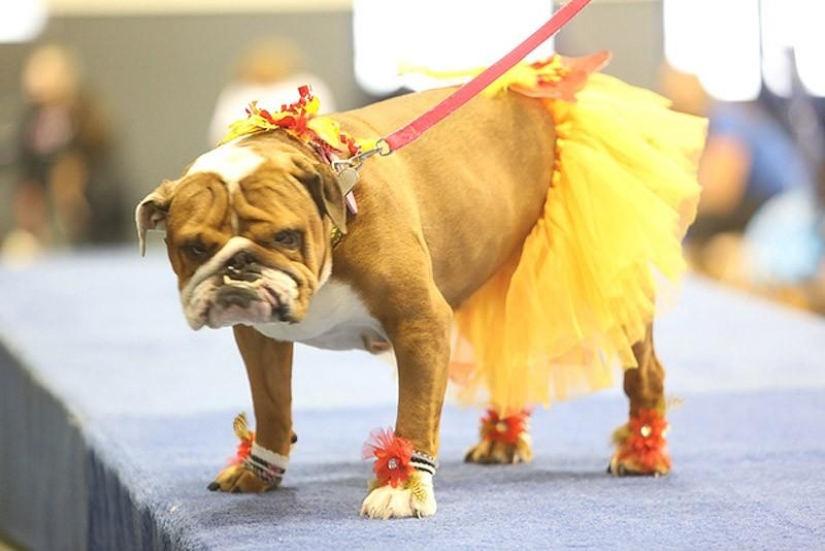 El bulldog más hermoso del mundo.