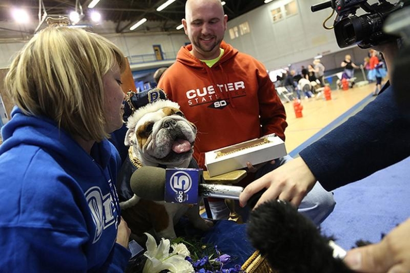 El bulldog más hermoso del mundo.