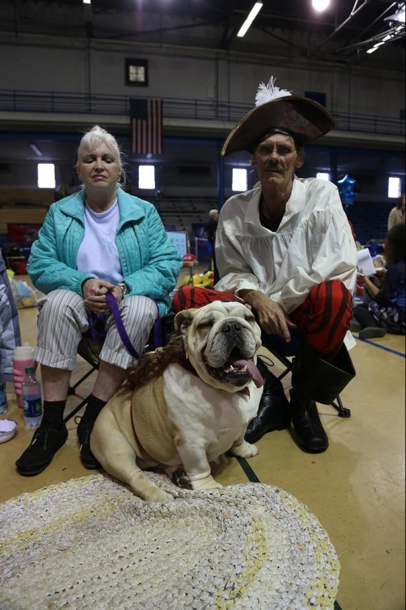 El bulldog más hermoso del mundo.