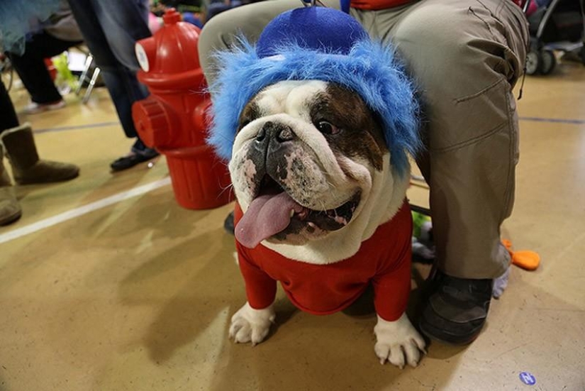 El bulldog más hermoso del mundo.