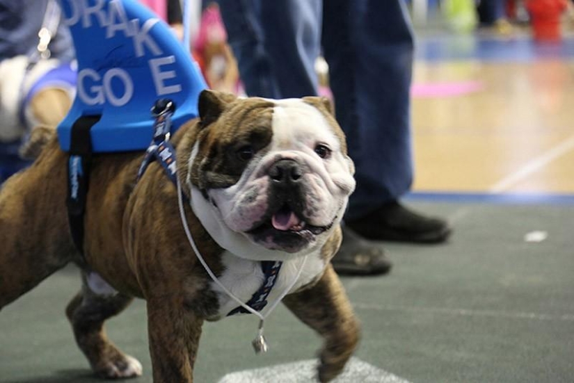 El bulldog más hermoso del mundo.