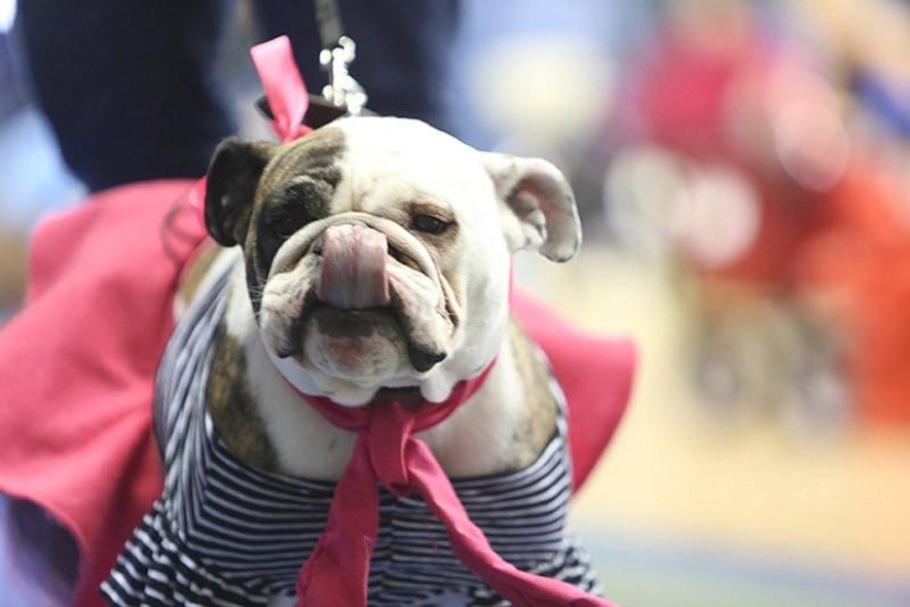 El bulldog más hermoso del mundo.