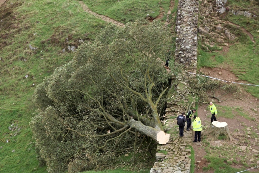 El centenario “árbol de Robin Hood” destruido en Gran Bretaña