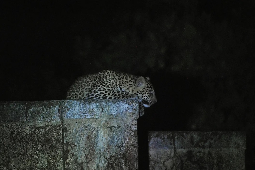El dios leopardo de la India, Waghoba, ayuda a la conservación de la vida silvestre en el país