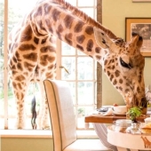 El exclusivo Giraffe Manor Hotel ofrece cenas con jirafas