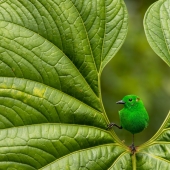 El fotógrafo de aves del año 2023 presenta maravillas aladas (Parte 2)