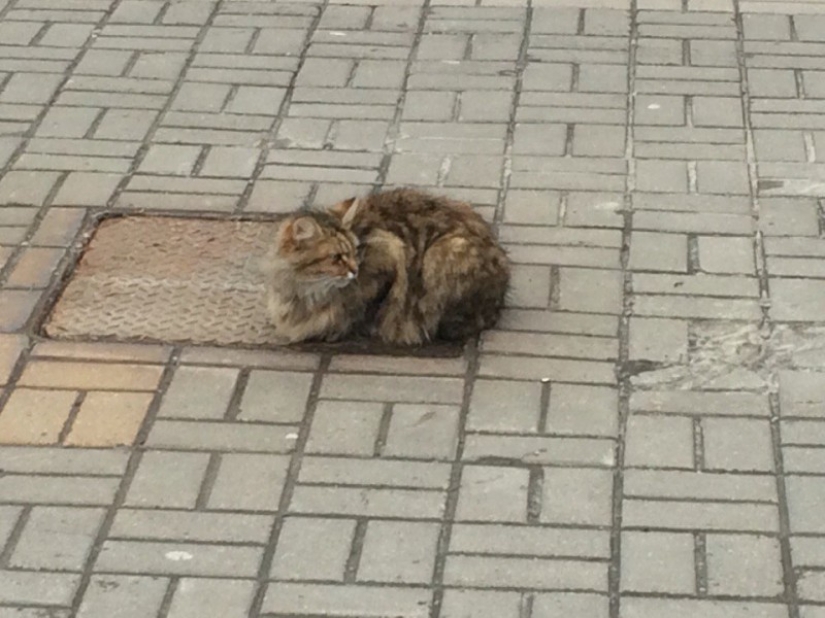 El gato &quot;Hachiko&quot; apareció en Belgorod, quien ha estado esperando a su dueño durante todo un año.