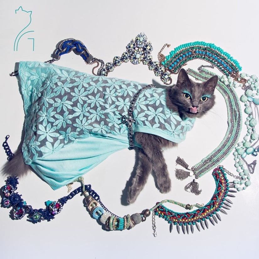 El glamour como estilo de vida: un gato con atuendos llamativos conquista Instagram