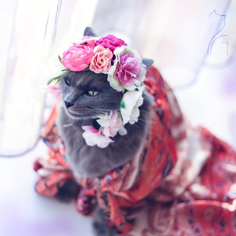El glamour como estilo de vida: un gato con atuendos llamativos conquista Instagram