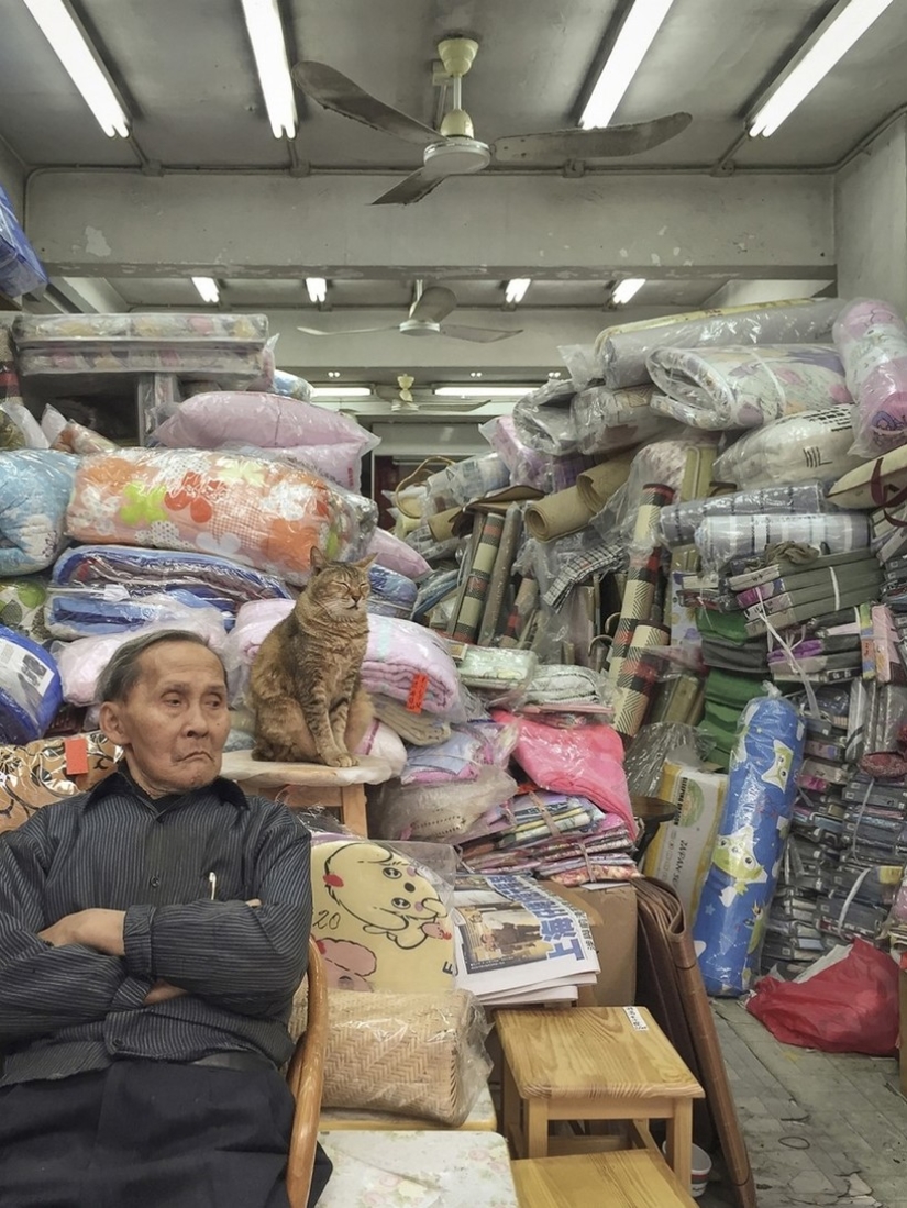 El Guardia Bigotudo: La vida secreta de los gatos en las tiendas de Hong Kong