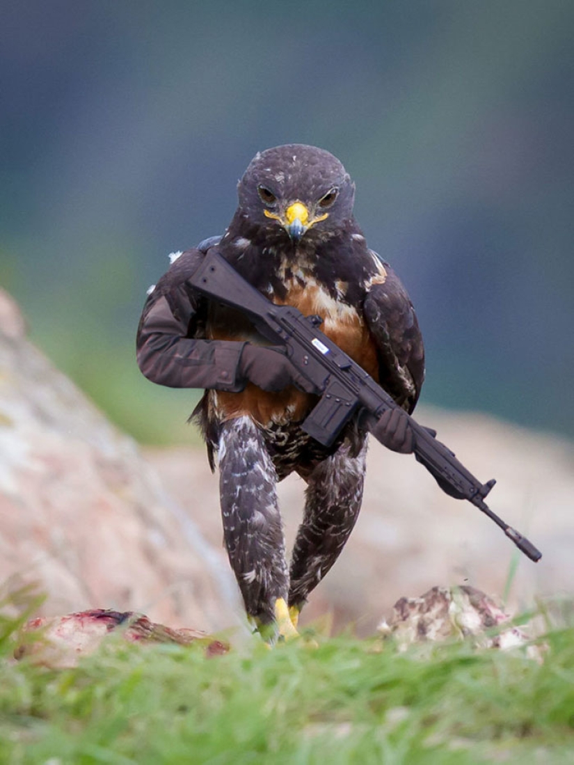 El halcón se convirtió en el héroe de la batalla de Photoshop.
