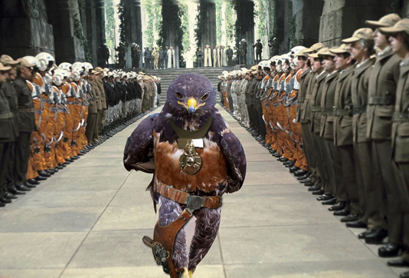 El halcón se convirtió en el héroe de la batalla de Photoshop.