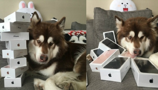 El hijo del hombre chino más rico le compró a su perro ocho iPhone 7: la pregunta es, ¿para qué?