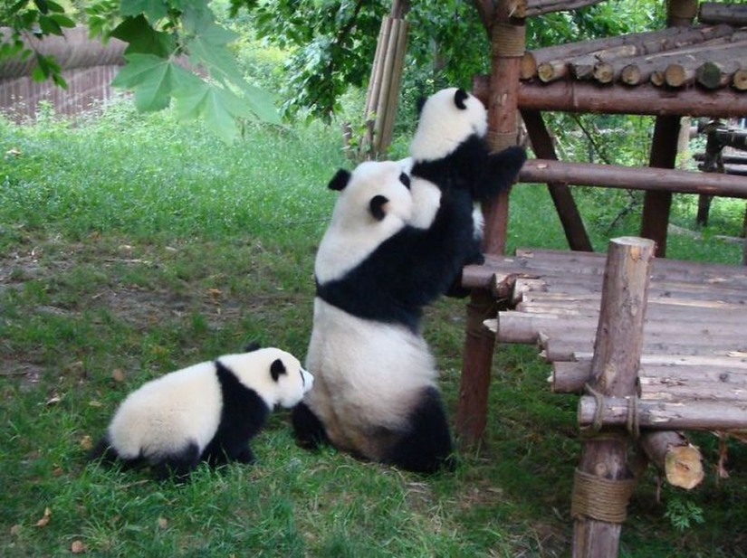 El jardín de infantes para pandas es el lugar más dulce del mundo