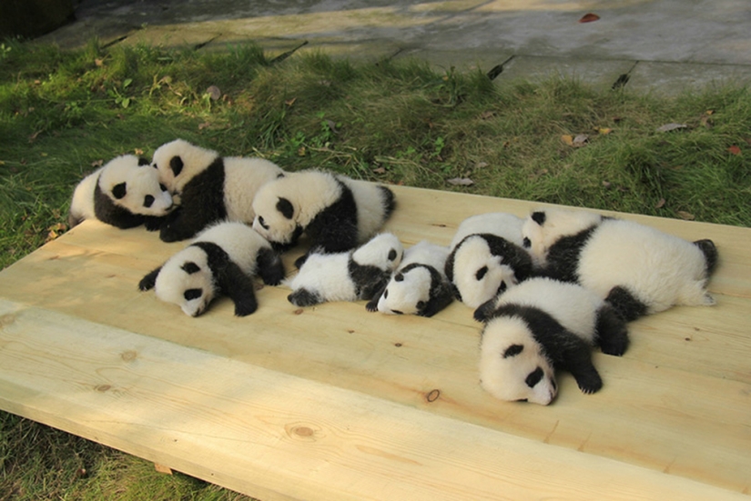 El jardín de infantes para pandas es el lugar más dulce del mundo