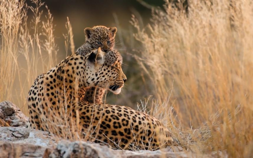 El lado oscuro del desierto de Kalahari