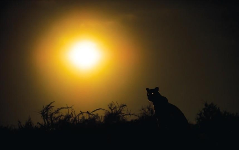 El lado oscuro del desierto de Kalahari