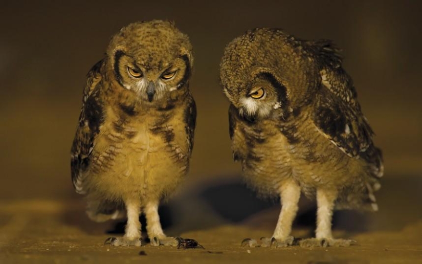 El lado oscuro del desierto de Kalahari