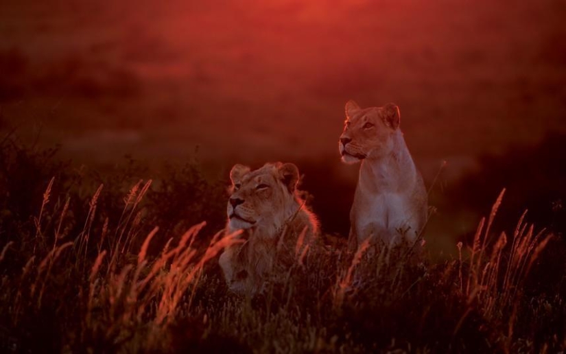 El lado oscuro del desierto de Kalahari