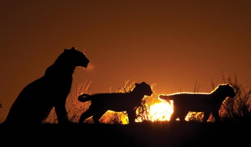 El lado oscuro del desierto de Kalahari