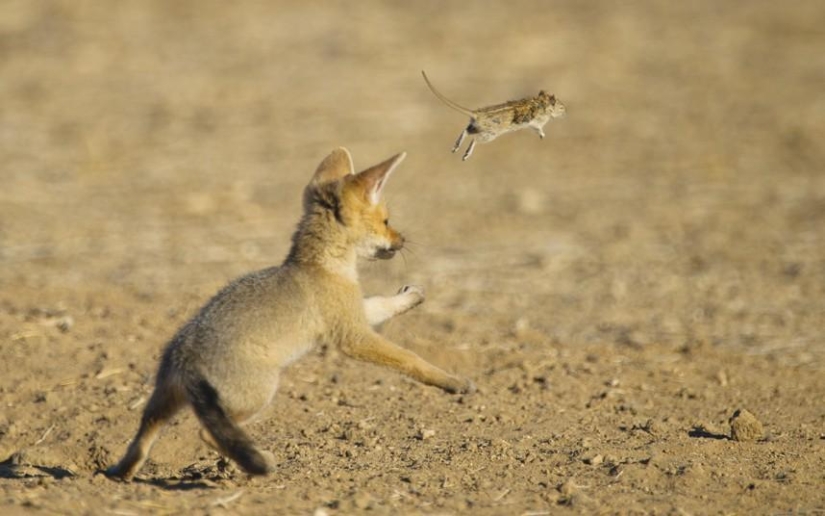 El lado oscuro del desierto de Kalahari