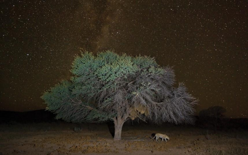 El lado oscuro del desierto de Kalahari