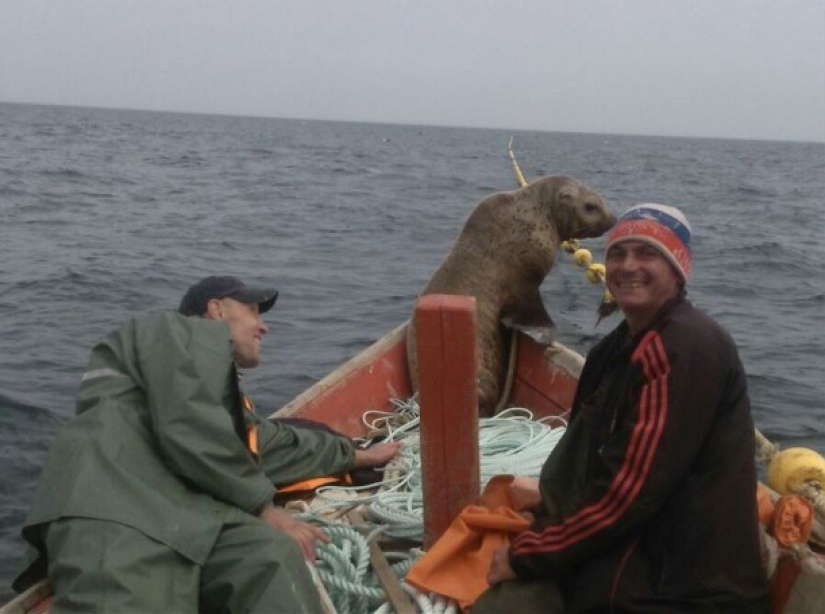 El lobo marino obligó a los pescadores de Sakhalin a montarlo en un bote durante ocho horas.