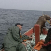 El lobo marino obligó a los pescadores de Sakhalin a montarlo en un bote durante ocho horas.