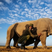 El último rinoceronte del planeta