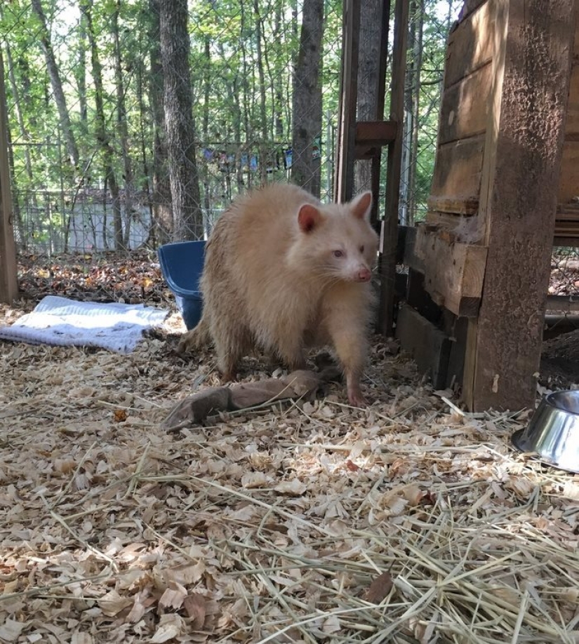 El mapache albino "agresivo" no puede dejar de abrazar a su salvador