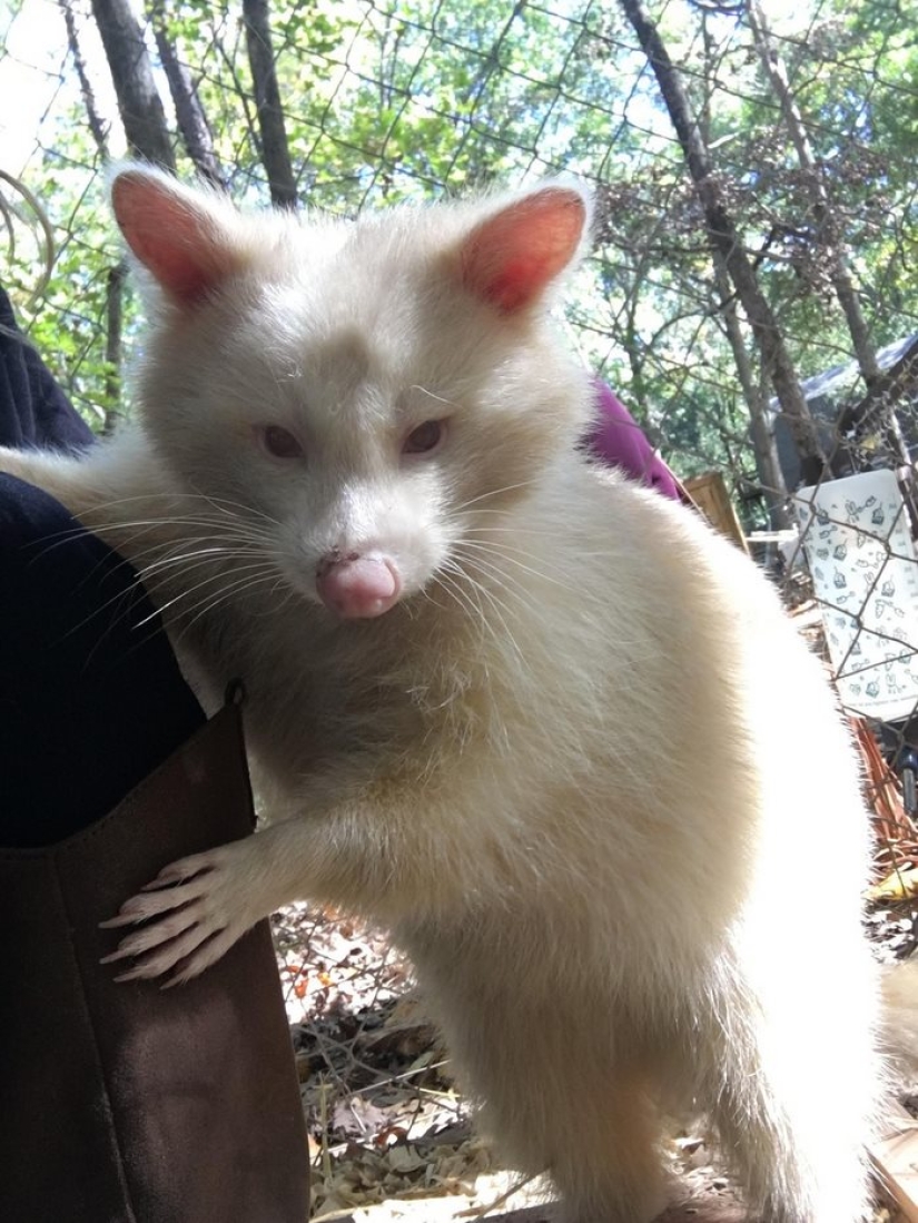 El mapache albino "agresivo" no puede dejar de abrazar a su salvador