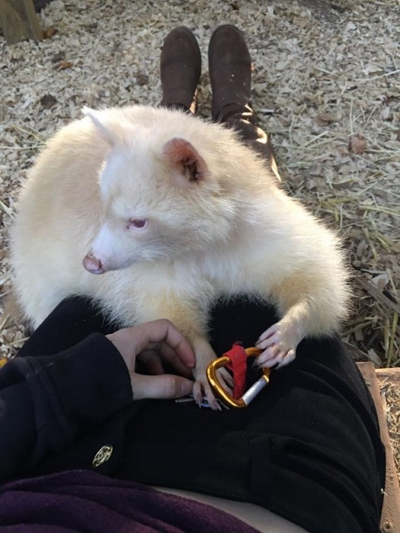 El mapache albino "agresivo" no puede dejar de abrazar a su salvador