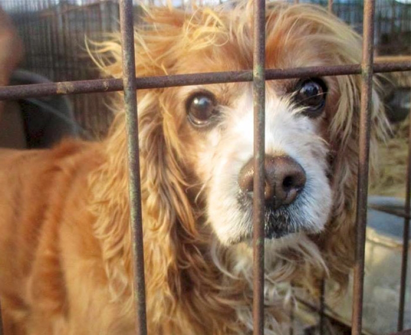 El mayor mercado de carne de perro se cerrará en Corea del Sur