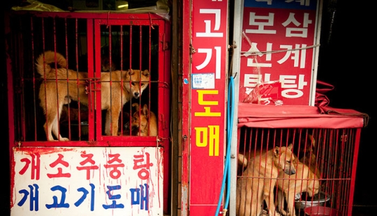 El mayor mercado de carne de perro se cerrará en Corea del Sur