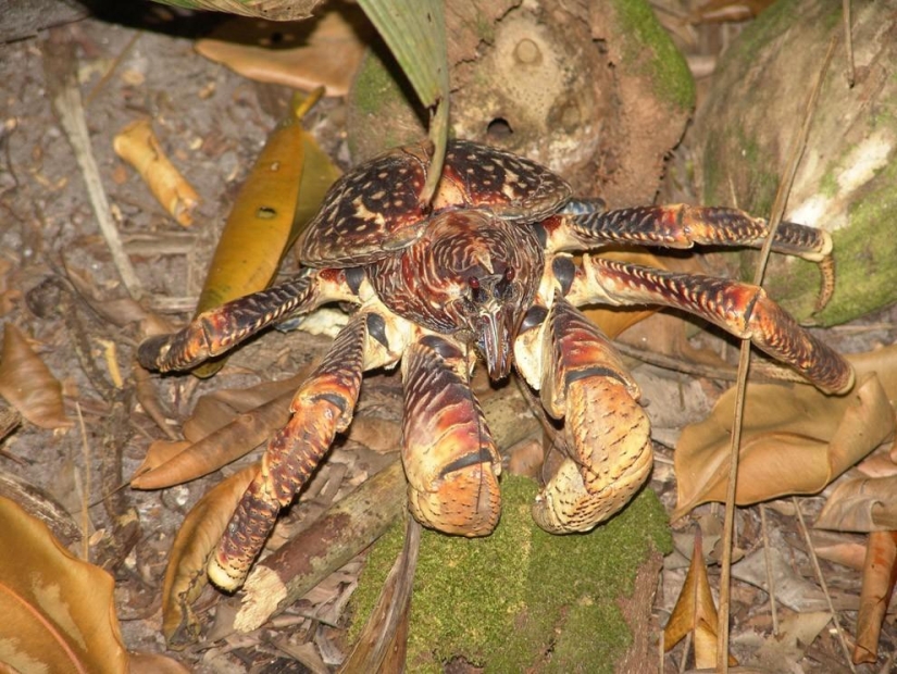 El mayor representante de los artrópodos es el cangrejo de los cocoteros o el ladrón de palmeras.