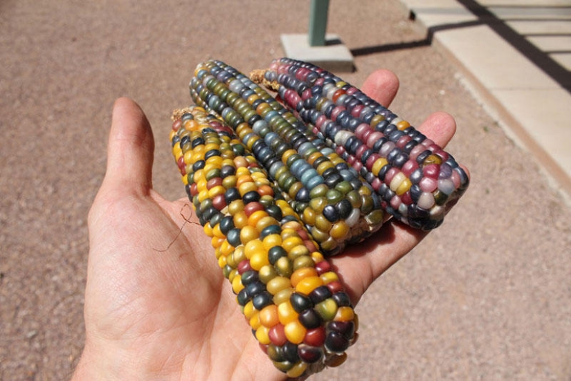 El maíz más inusual del mundo.