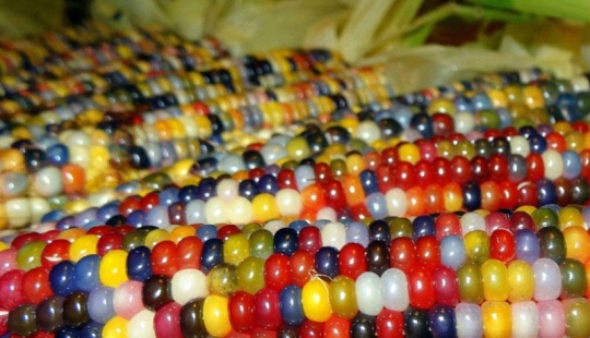 El maíz más inusual del mundo.