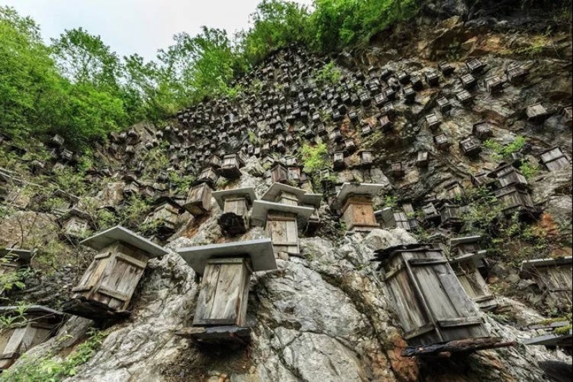 El único muro de colmenas es el único santuario de abejas silvestres en China