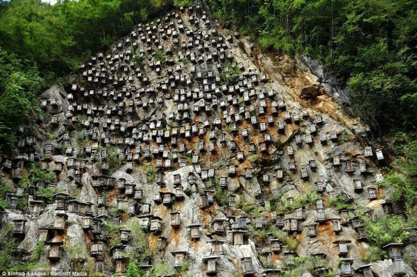 El único muro de colmenas es el único santuario de abejas silvestres en China