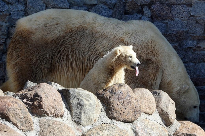 El oso de peluche fue lanzado por primera vez