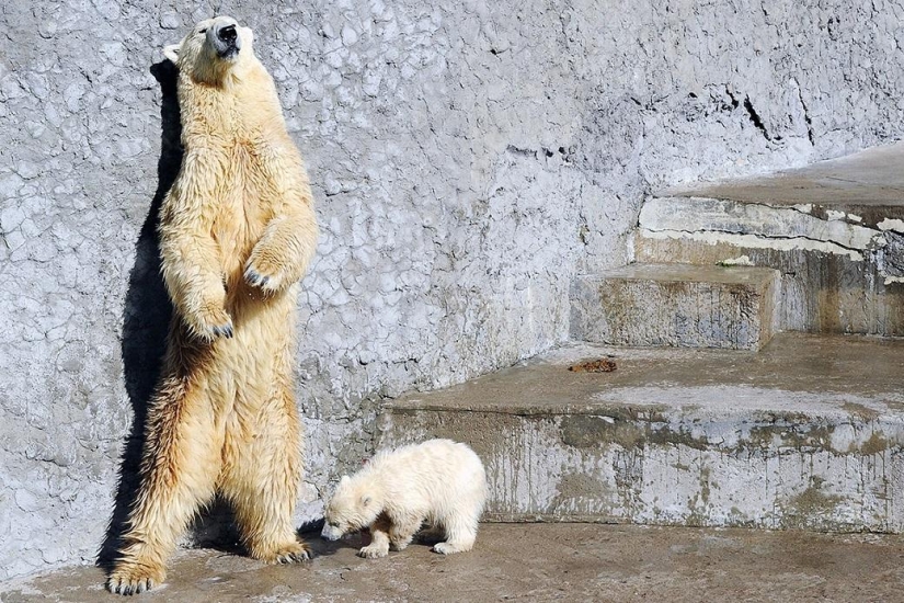 El oso de peluche fue lanzado por primera vez