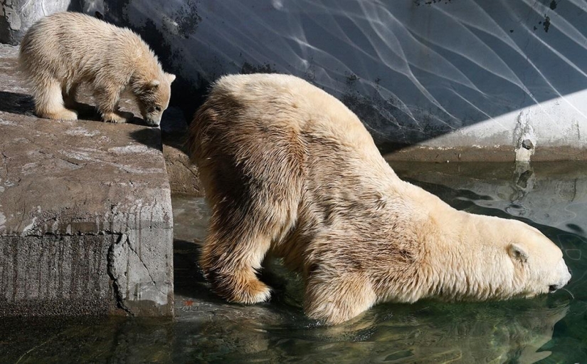 El oso de peluche fue lanzado por primera vez