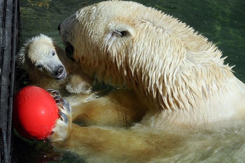 El oso de peluche fue lanzado por primera vez