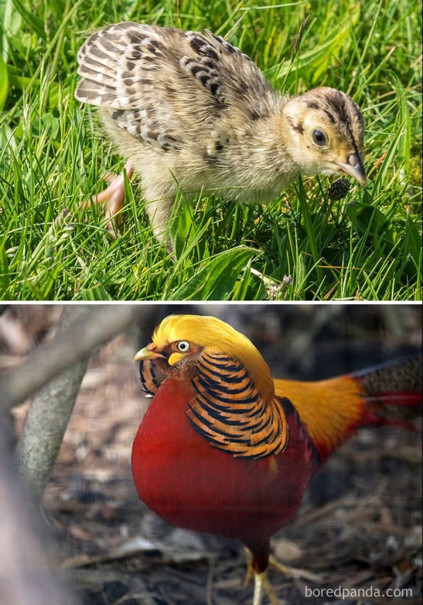 El Patito Feo y sus 40 amigos: cómo se ven los polluelos de pájaros famosos (y no tan famosos)