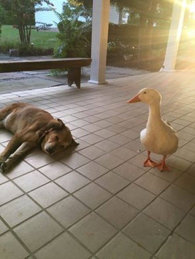 El pato Donald nunca soñó: un pato alienígena salvó a un perro anhelante en el aniversario de la muerte de su novia